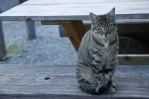 Salaš Riggisalp a Rainlihuus