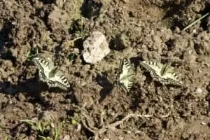 Salaš Riggisalp a Rainlihuus