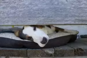 Salaš Riggisalp a Rainlihuus