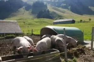 Salaš Riggisalp a Rainlihuus