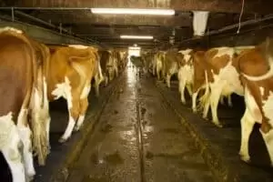 Salaš Riggisalp a Rainlihuus