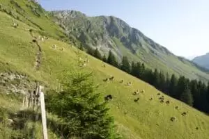 Salaš Riggisalp a Rainlihuus