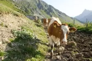 Salaš Riggisalp a Rainlihuus