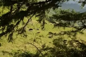 Salaš Riggisalp a Rainlihuus