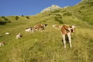 Salaš Riggisalp a Rainlihuus