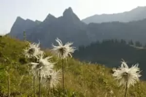 Salaš Riggisalp a Rainlihuus