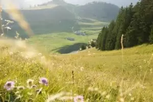 Salaš Riggisalp a Rainlihuus