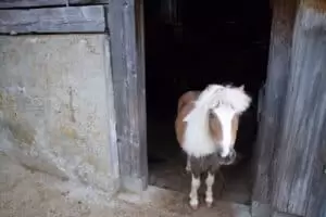 Salaš Riggisalp a Rainlihuus