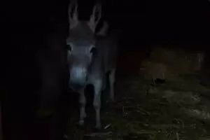 Salaš Riggisalp a Rainlihuus