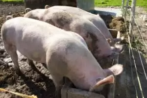 Salaš Riggisalp a Rainlihuus