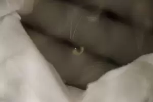 Mit Herz für Katzen