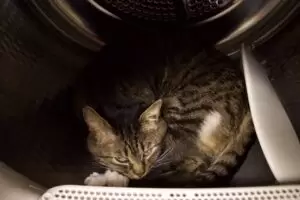 Mit Herz für Katzen