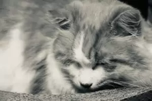 Mit Herz für Katzen