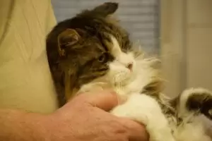 Mit Herz für Katzen