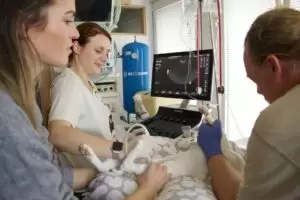 Mit Herz für Katzen