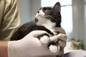 Mit Herz für Katzen