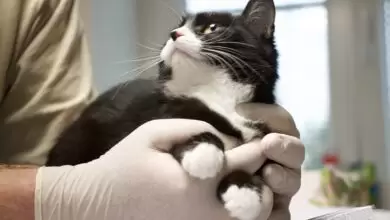 Mit Herz für Katzen