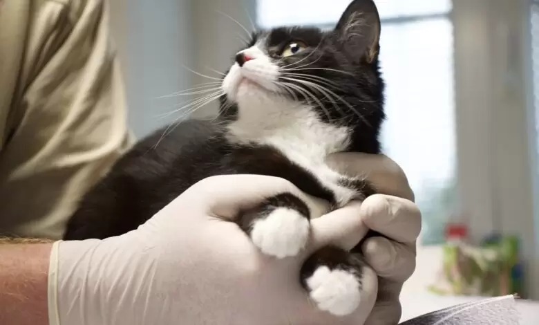 Mit Herz für Katzen