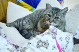 Mit Herz für Katzen