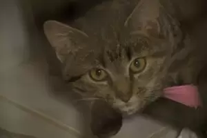 Mit Herz für Katzen