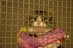 Mit Herz für Katzen