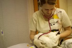 Mit Herz für Katzen