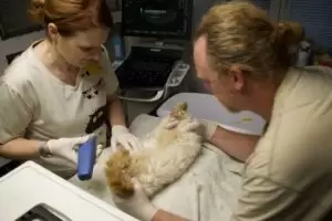 Mit Herz für Katzen