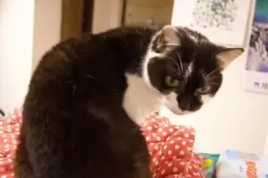 Mit Herz für Katzen