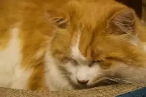 Mit Herz für Katzen