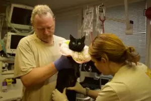 Mit Herz für Katzen