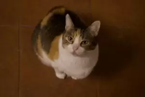 Mit Herz für Katzen