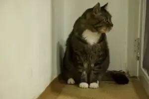 Mit Herz für Katzen