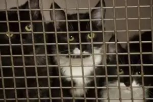 Mit Herz für Katzen