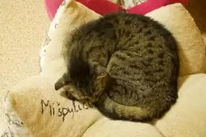 Mit Herz für Katzen