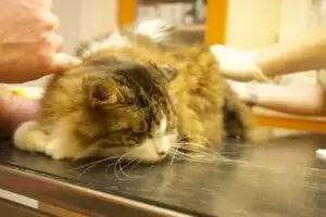 Mit Herz für Katzen