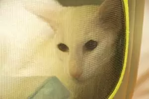 Mit Herz für Katzen