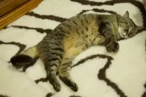 Mit Herz für Katzen