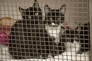 Mit Herz für Katzen