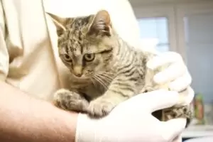 Mit Herz für Katzen