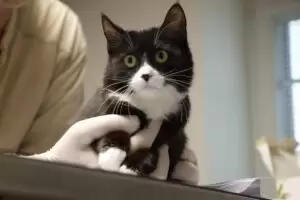 Mit Herz für Katzen