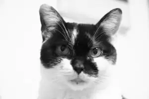 Mit Herz für Katzen