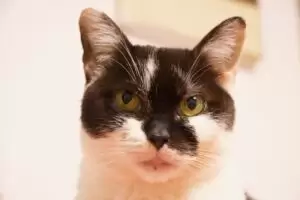 Mit Herz für Katzen